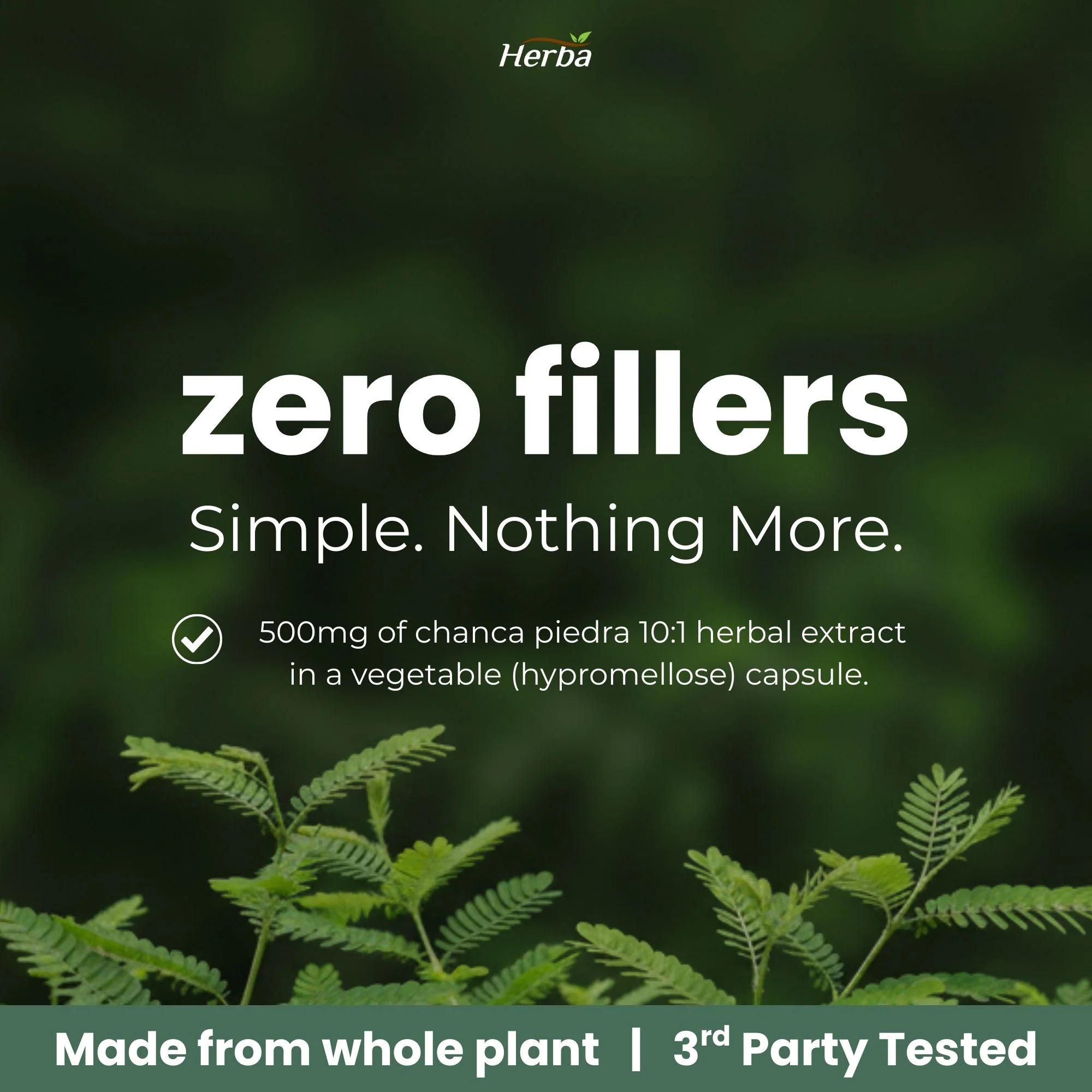 Chanca Piedra Extract - 180 Capsules | 5,000mg Equivalent | 10:1 Extract from 500mg | Made in Canada - Image 4