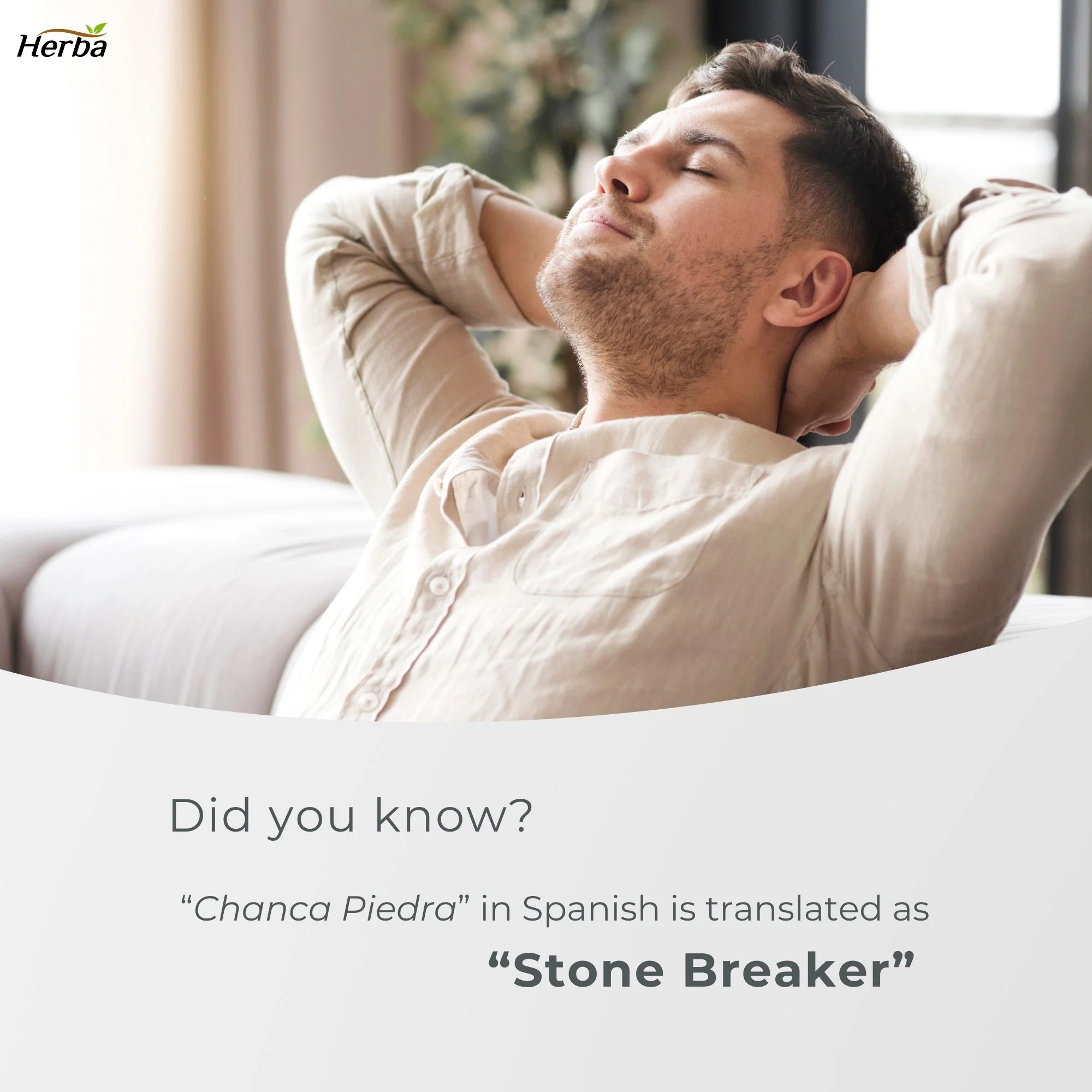 Chanca Piedra Extract - 180 Capsules | 5,000mg Equivalent | 10:1 Extract from 500mg | Made in Canada - Image 8