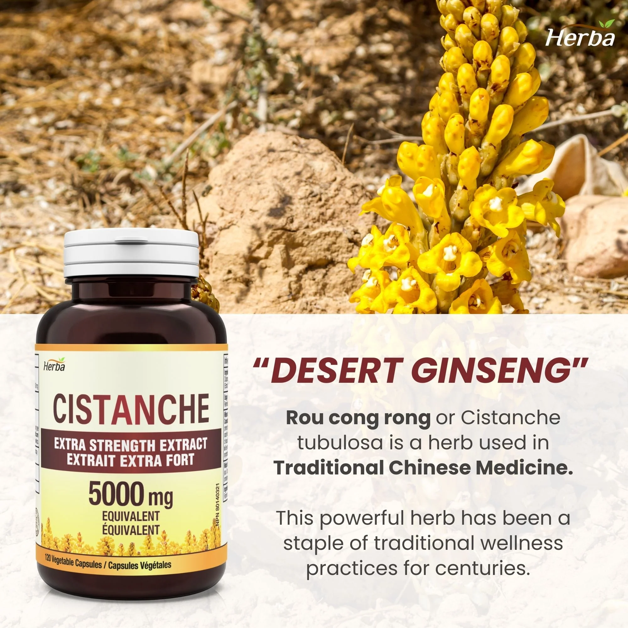 Cistanche Tubulosa Capsules – 120 Capsules | 5,000mg Equivalent | 10: 1 Extract | Made in Canada - Image 5