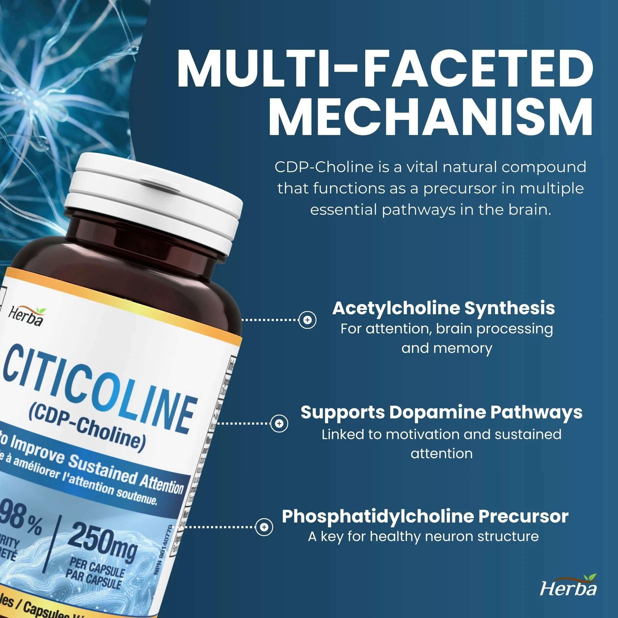 Citicoline Supplement 250mg – 90 Capsules | >98% Ultra Pure CDP Choline | Made in Canada - Image 5