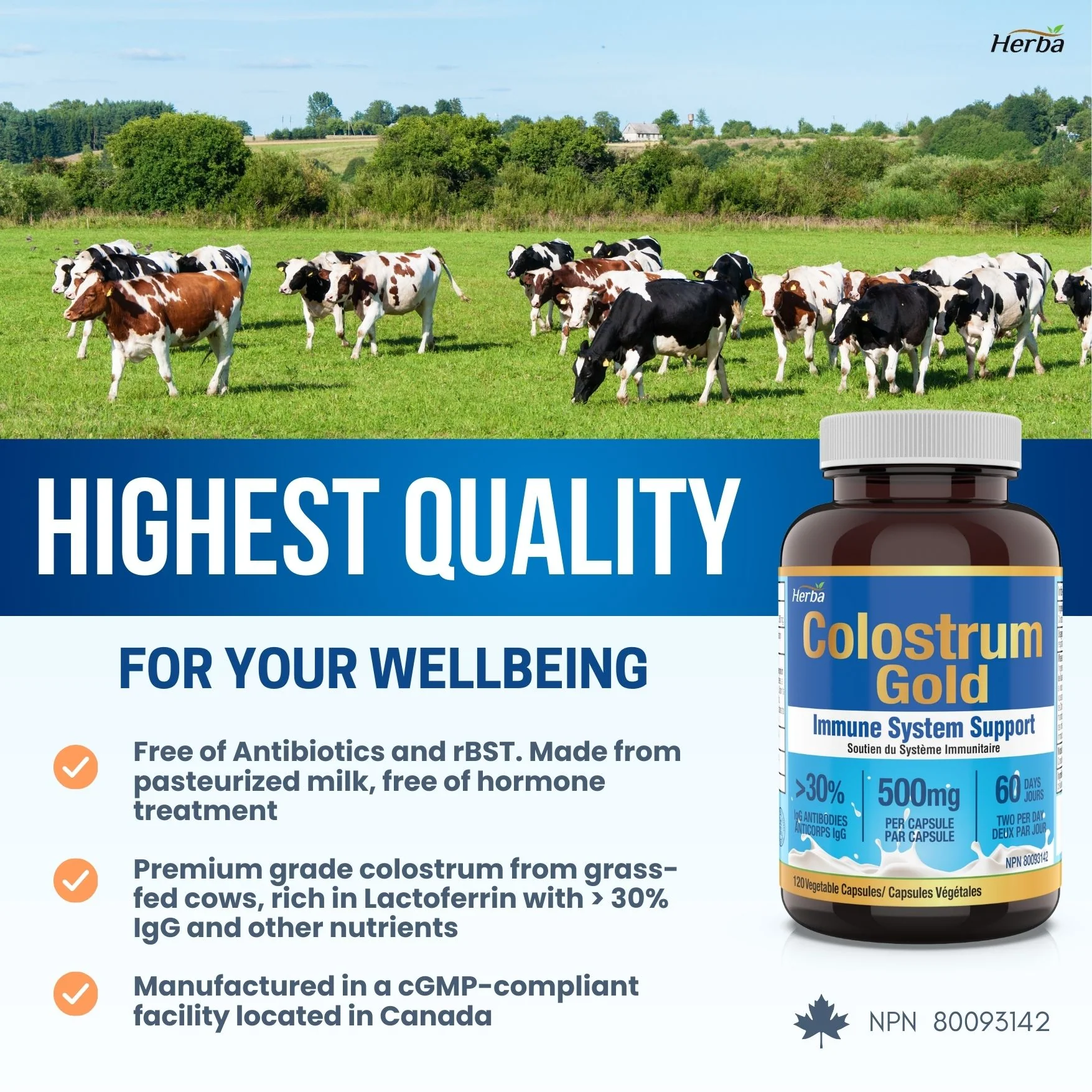 Bovine Colostrum Supplements 500mg - 120 Capsules | Rich in Lactoferrin and Immunoglobulins | 30% IgG - Image 7