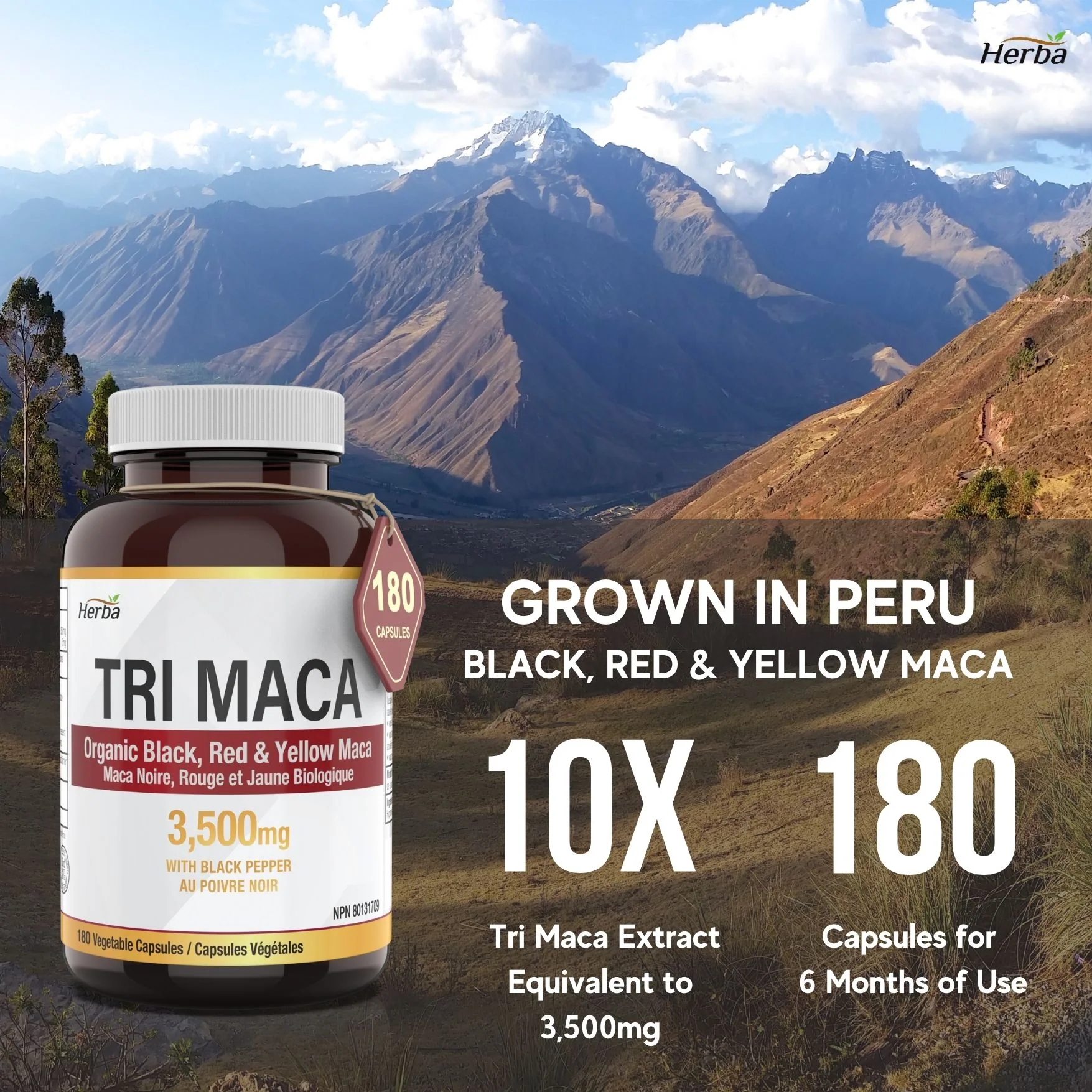 Organic Tri Maca Capsules 3500mg – 180 Capsules | Sourced from Peru | Made in Canada - Image 4
