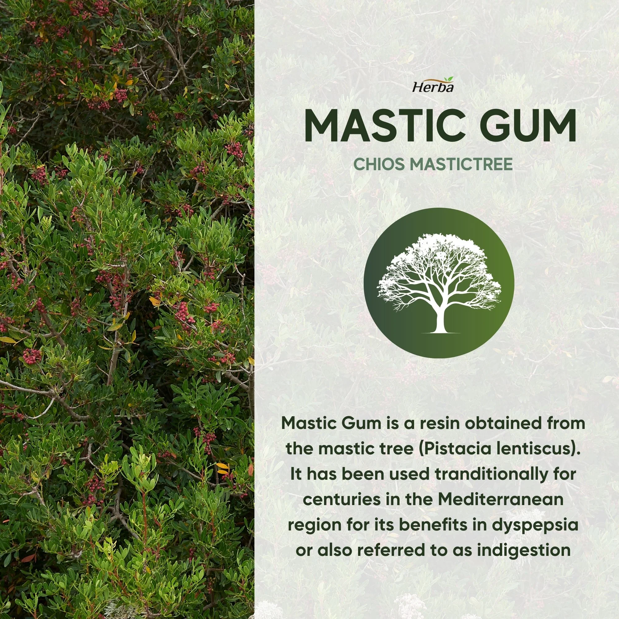 Mastic Gum 500mg - 120 Capsules | Made in Canada - Image 6