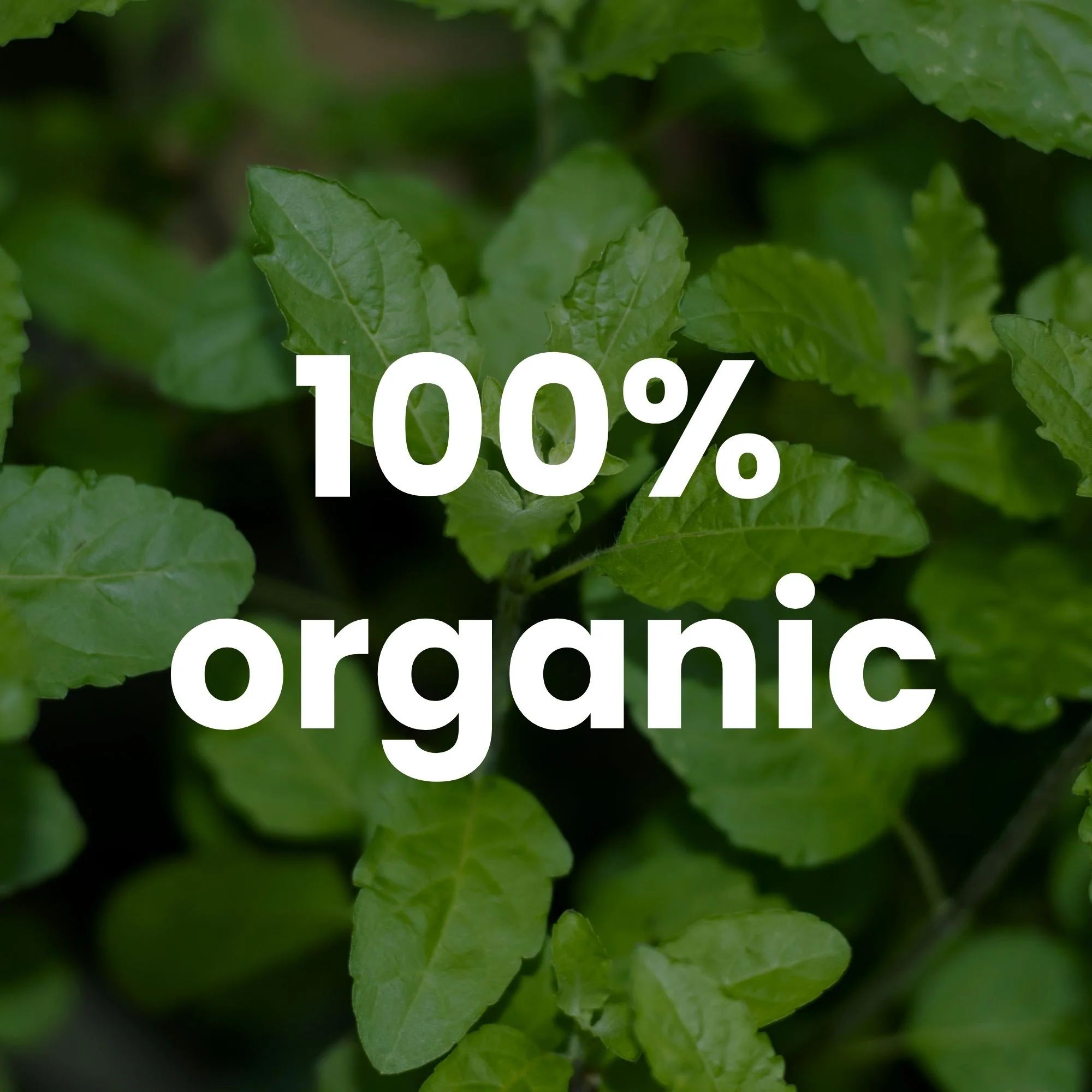 Organic Holy Basil Capsules – 350mg | 120 Vegetable Capsules - Image 6