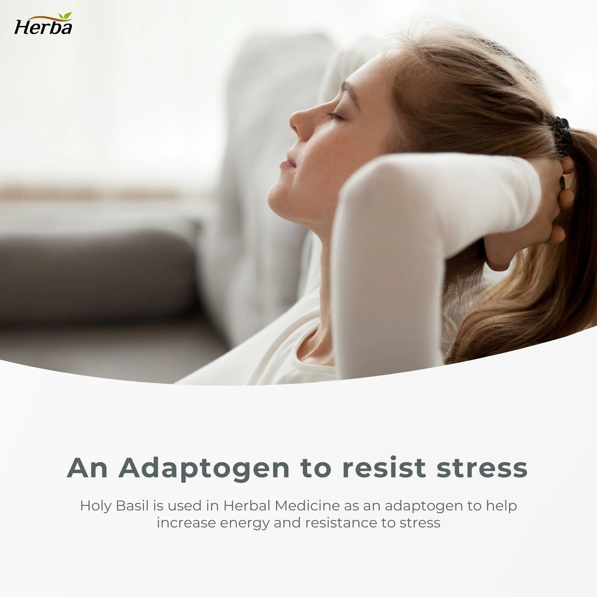 Organic Holy Basil Capsules – 350mg | 120 Vegetable Capsules - Image 7