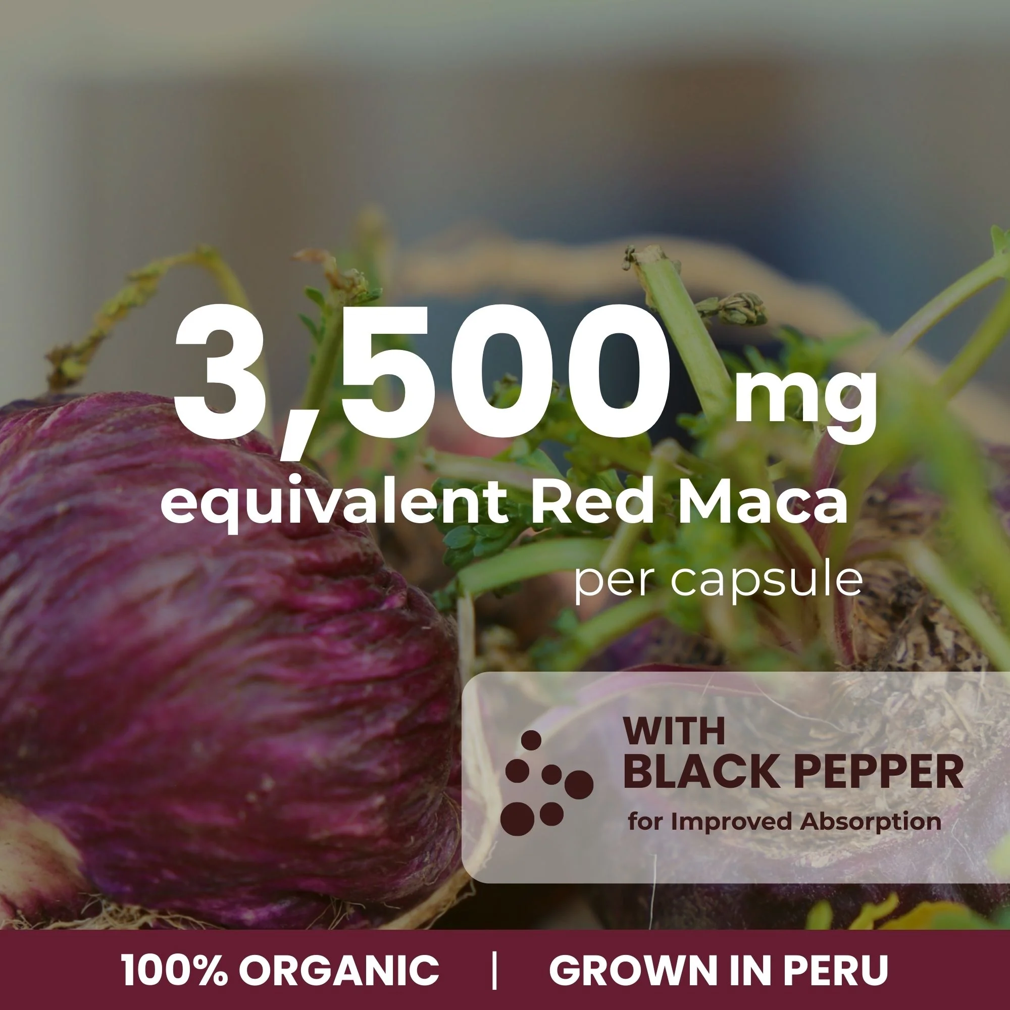 Organic Red Maca Capsules - 3500mg, 150 Capsules | Peruvian Red Maca | Made in Canada - Image 5