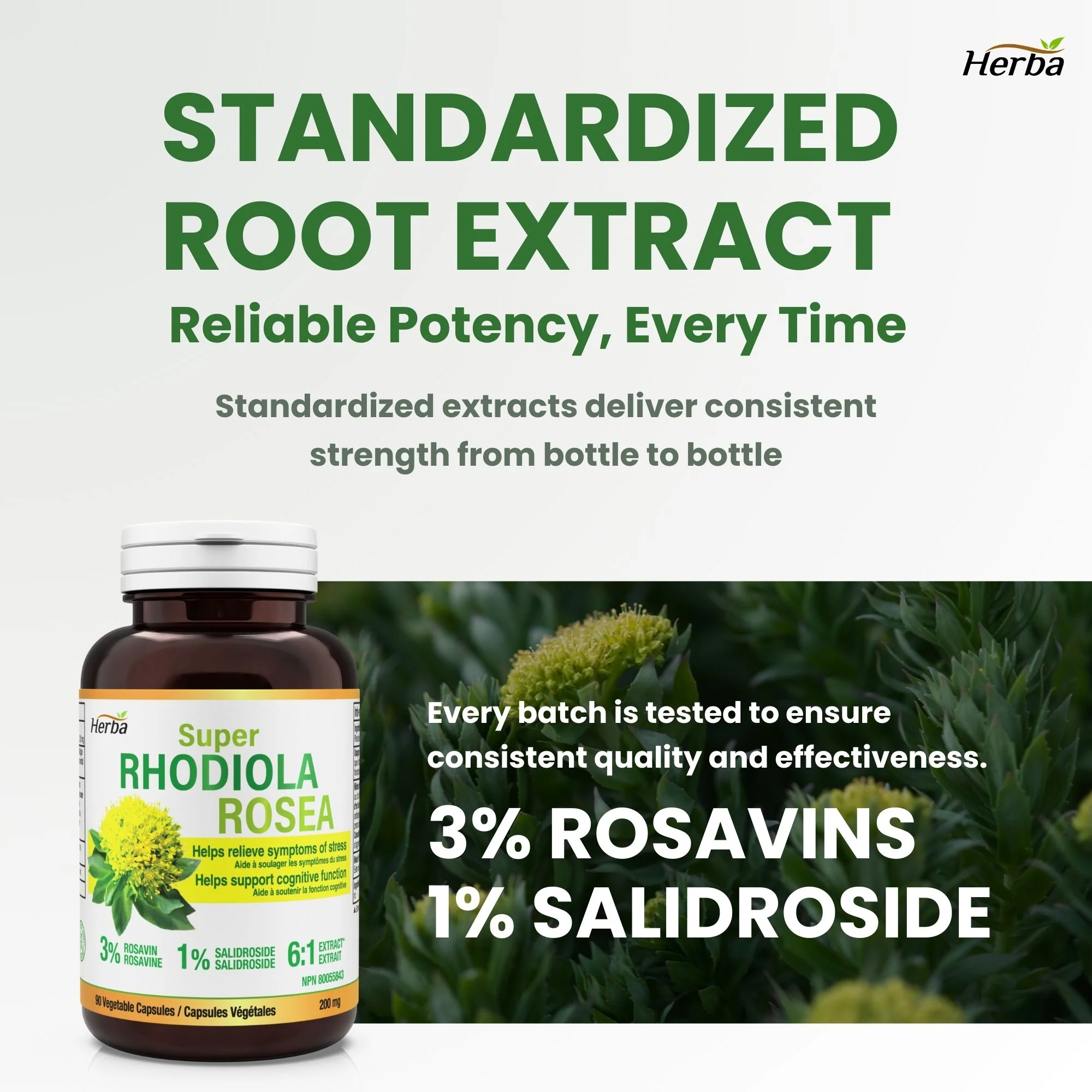 Rhodiola Rosea Supplement 200mg - 90 Vegetable Capsules | Made in Canada – 3% Rosavins and 1% Salidrosides - Image 5