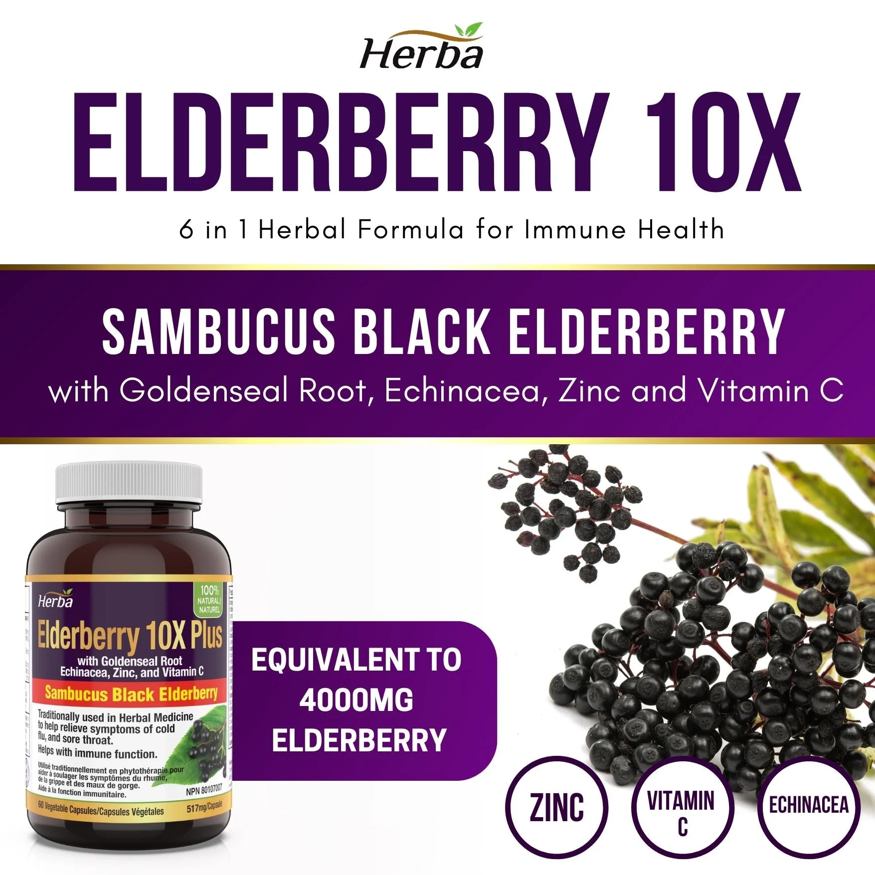 Sambucus Black Elderberry Capsules – 2,000mg Equivalent | 10:1 Extract with Echinacea and Goldenseal Root, Vitamin C, and Zinc - Image 8