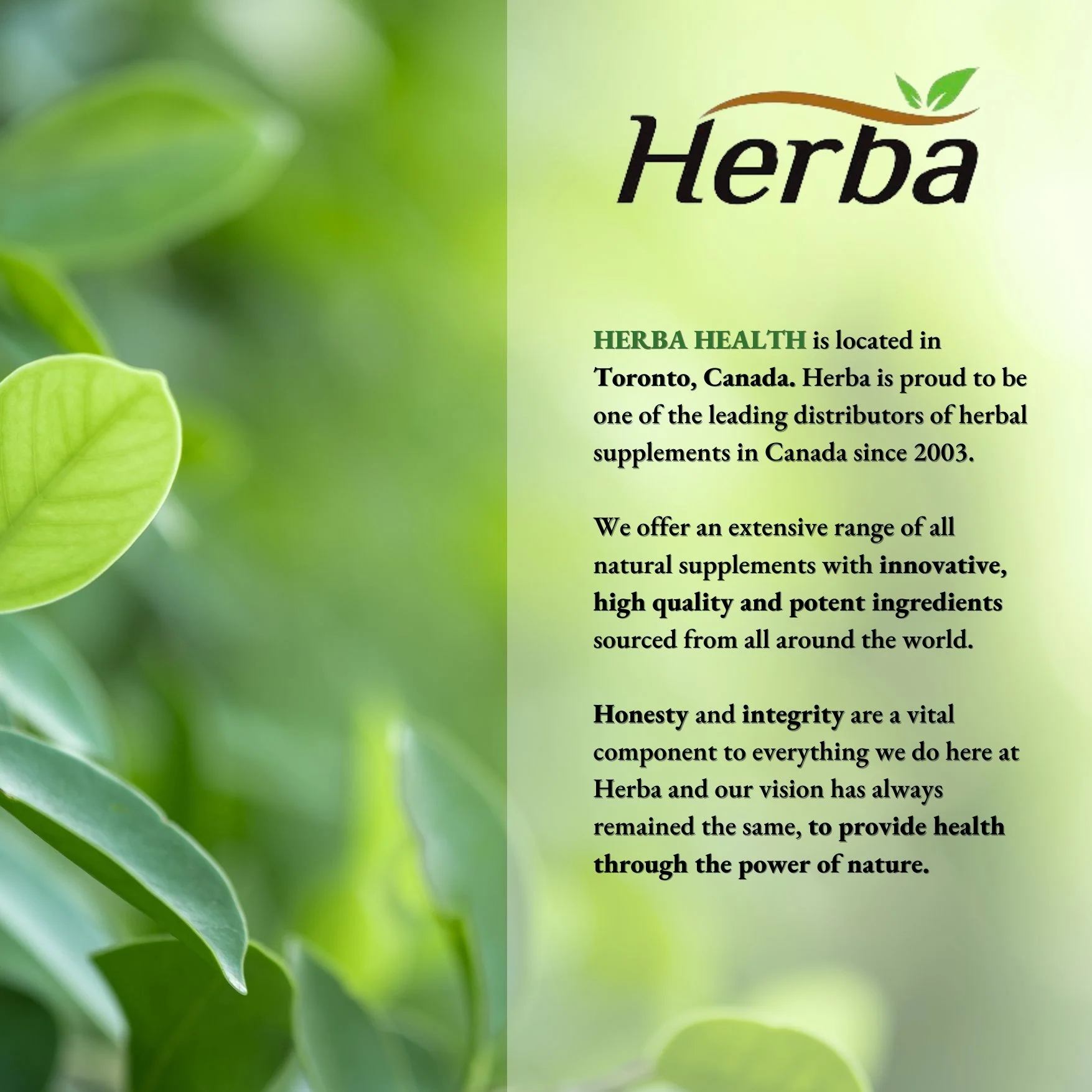 Turmeric with Black Pepper and Ginger - 180 Capsules | 5555mg Equivalent | Made in Canada - Image 9